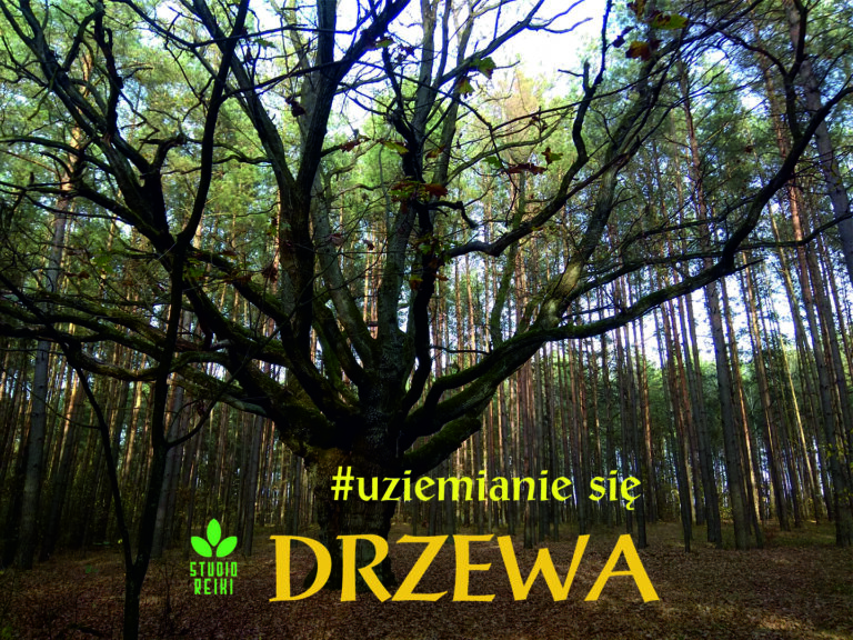 Uziemianie się – praca z drzewami